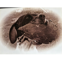 LÁMINA DECORATIVA PARA...