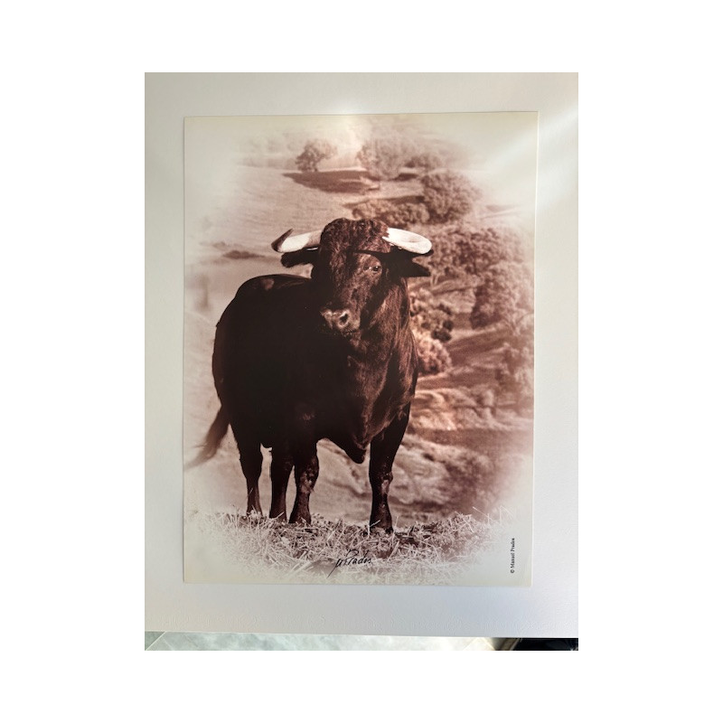 LÁMINA DECORATIVA PARA ENMARCAR 25