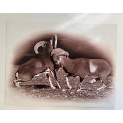 copy of LÁMINA DECORATIVA...