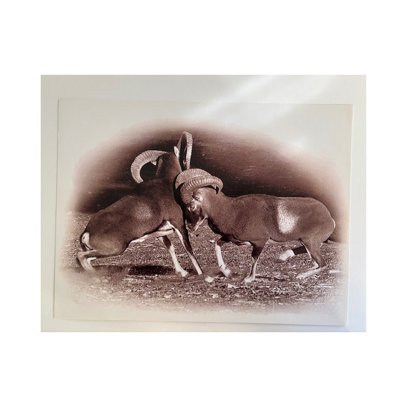 LÁMINA DECORATIVA PARA ENMARCAR 34