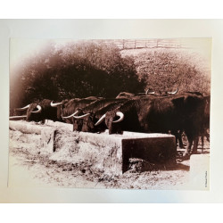 copy of LÁMINA DECORATIVA...