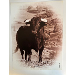 copy of LÁMINA DECORATIVA...