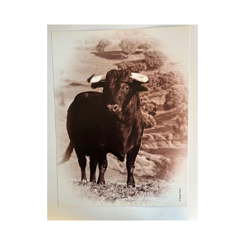 LÁMINA DECORATIVA PARA ENMARCAR 43