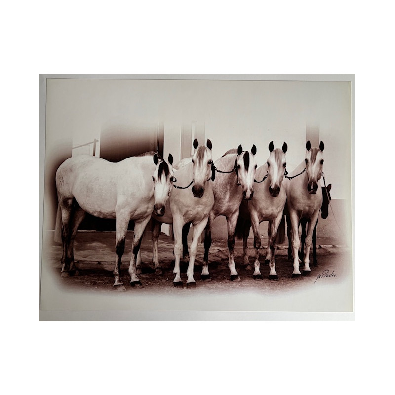 LÁMINA DECORATIVA PARA ENMARCAR 46