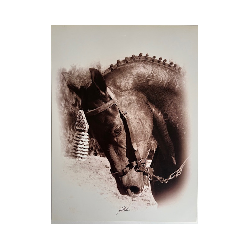 LÁMINA DECORATIVA PARA ENMARCAR 51