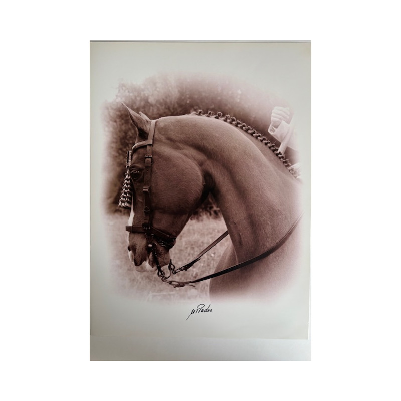 LÁMINA DECORATIVA PARA ENMARCAR 55