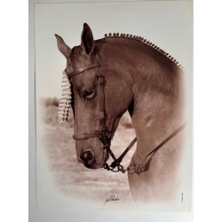 LÁMINA DECORATIVA PARA ENMARCAR 57